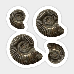 Fossil Ammonite Sticker